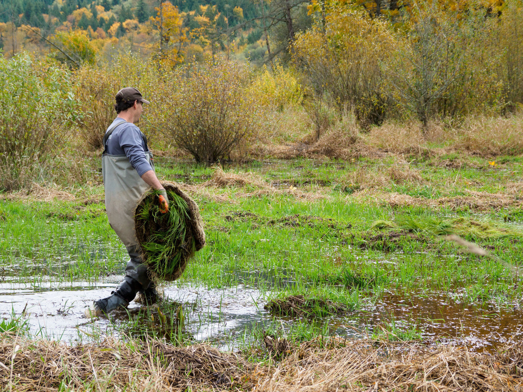 Oregon Spotted Frog habitat restoration